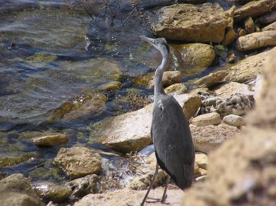 RK-27, ��� ������� ����� �. ��������, &hellip; ������� ������� ����� - ������� ���� ����