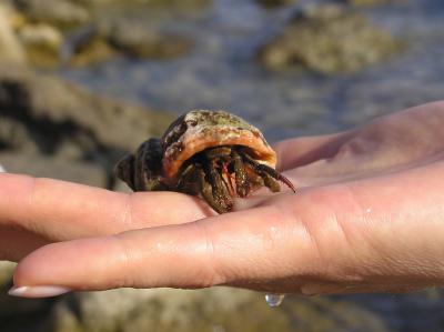 RK-27, ��� ������� ����� �. �������� &hellip; ��� ���� &laquo;������&raquo; - ���-���������