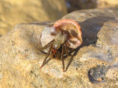 RK-27, ��� ������� ����� �. ��������, &hellip; ��� � �� ��� &laquo;�������������&raquo;