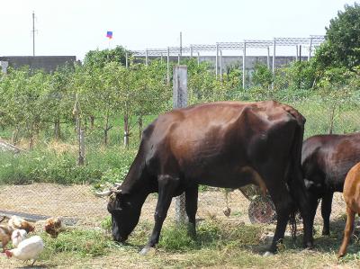 RK-24, ��������� ��������� �����